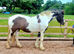 5 year old 14.2hh part bred welsh