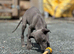 Whippet pups