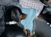 Miniature dachshund