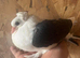 GERMAN OWL PIGEONS BLACK SADDLE