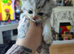 Persian x cross kittens 3 boys 1 girl left