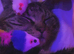 2 Year Old Cat for £350 ( URGENT ! )