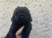 Hungarian puli cross miniature poodle