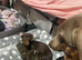 Beautiful boys awaiting their forever home