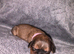 Shih Tzu x Lhasa Apso (Shih Apso) puppies for sale