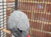 Beautiful African grey Parrot for sale