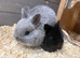 Netherland dwarf x Rex