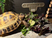 Female horsefield tortoise and set up