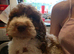 Poodle puppies