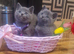 British shorthair kittens for sale