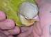 Handreared baby conures