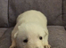* 1 boy left *Great white stunning german sheherd boy pups for sale