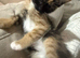 6 lovely kittens ready for rehoming :)