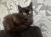 British shorthair x ragdolls 2 boys