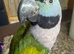 Lord Derbyan parakeet