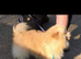 Standard cream pomeranian