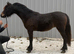Registered Dartmoor yearling gelding