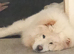Gorgeous white chow chow