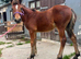 Welsh d filly