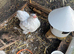Hen Pekin bantam