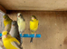 Raza canaries for sale in Eastbourne