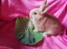 Netherland dwarf cross mini rex female baby rabbit