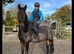 French trotter gelding