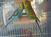 Pair of young budgies
