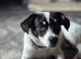 6 month old jack russel