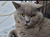 British blue shorthair male