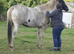 American Paint Mare 2 in 1 Package!