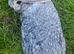 Giant Chinchilla Doe