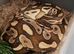 4 Healthy friendly Royal Ball Pythons