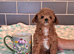 TINY HALF ASIAN TOY POODLES