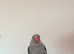 Hand reared male Ring Neck