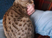 F3 TICA Registered Female Savannah