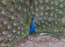 Stunning Black shoulder peacock