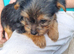 Yorkshire terrier puppies for sale