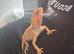 7 week old hypo
