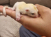 Leucistic Sugar Glider Joey ( Boy)
