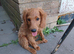 One F2 miniature cockapoo puppy left!