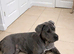 2 year old merle female cane corso