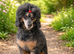 Phantom toy poodle for stud