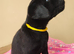 Stunning Black & Yellow Labrador Puppies