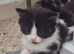 Fluffy kittens