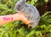 Baby Netherland Dwarf Rabbits Bunny Bunnies