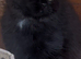 Gorgeous Siberian Kittens - Vet checked, vaccinated and microchipped