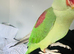 Baby hand tame Alexndrian Parrot