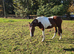 British warmblood filly