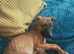 Female lurcher puppy